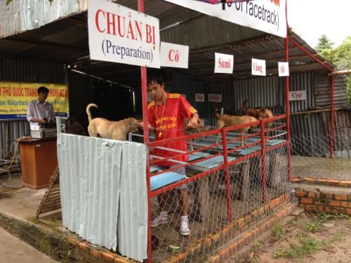 Phu Quoc Dog Racing