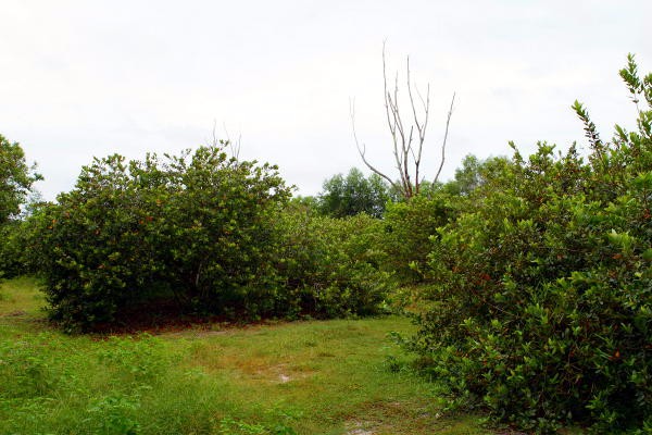 sim-rose-myrtle-bushes