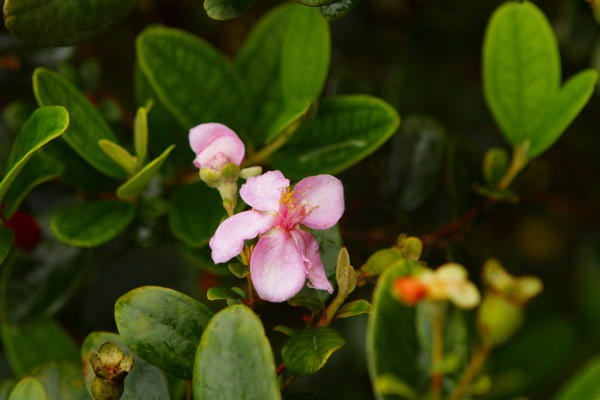 sim-rose-myrtle-flower