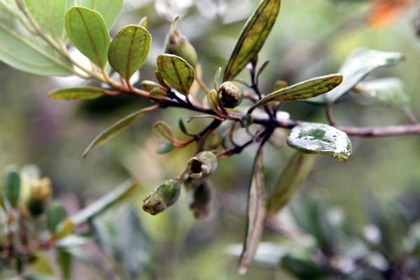 sim-rose-myrtle-twig