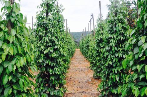 The Green in Pepper farm Phu Quoc