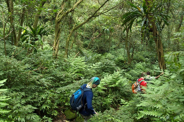 Forest walk in the national park Phu Quoc