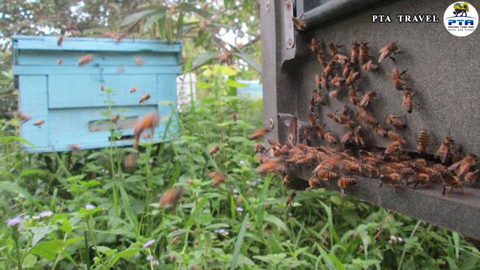 can-canh-dan-ong-bee-farm-phu-quoc