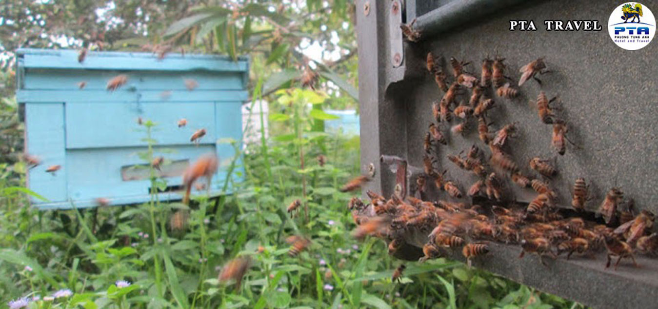 natural-honey-bee-farm-phu-quoc-03