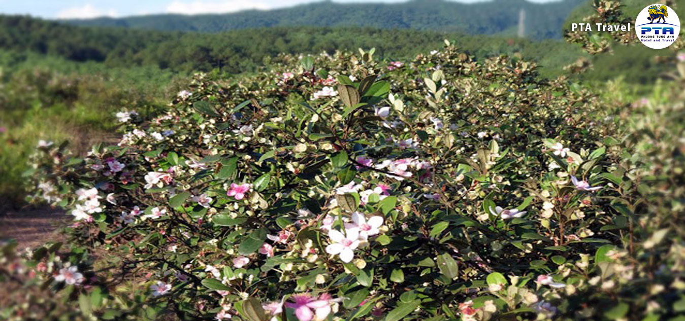 Pearl-farm-phu-quoc-ru-21